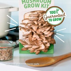 Back to the Roots Organic Mushroom Grow Kit Indoor Non GMO Easy Planting