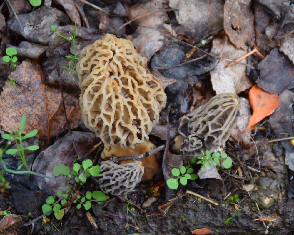 Grow Kit Morel Mushrooms – Organic Morel Mushroom Growing Kit
