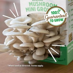 Back to the Roots Organic Mini Mushroom Grow Kit, Harvest Gourmet Oyster