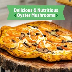 Back to the Roots Organic Mini Mushroom Grow Kit, Harvest Gourmet Oyster