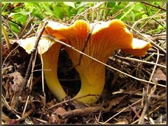 Seeds Mushroom Chanterelle Yellow Mycelium Spawn Spores Organic Ukraine