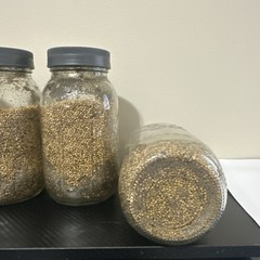 1lbs White Millet Mushroom Grain Jar with Filter Lid and Injection Port 4 Pack