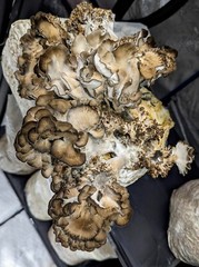 Gourmet Mushroom Culture Special! Over 180 Species Available at PrimeFungi