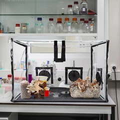 Large Still Air Box Mushroom Mycology Fume Hood Propagation Stationsgrow Kit Mus