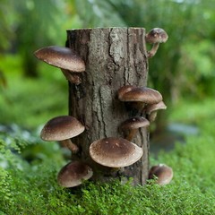 Seeds Mushroom Shiitake Imperial Mycelium Spawn Spores Organic Ukraine
