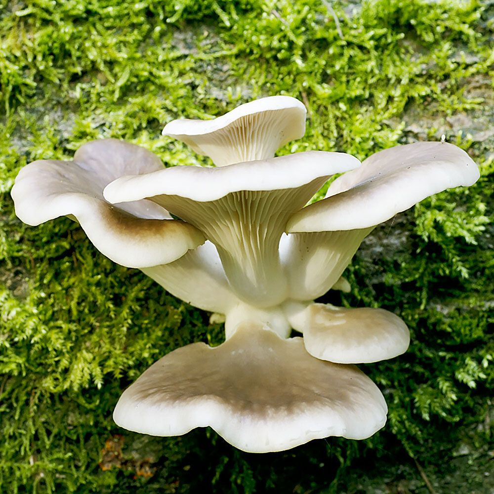 Lambert 123 Oyster Mushroom (Pleurotus ostreatus) Liquid Culture