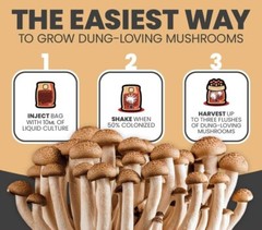 Premium Exotic Dung ALL-IN-ONE Mushroom Grow Kit 1 Pack Kit 3.5lb Bag (CORN) 🍄