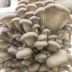 Easiest Oyster Mushroom Grow Kit, 5 pound block, Ready to Fruit!