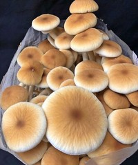 Mushroom Grow Unicorn Bags 14A .5 Micron Filter 8″x5″x19″ 2.2mil Polypropylene