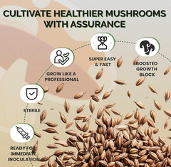 12 x one pound sterilized rye grain bags with injection ports mushroom substrate