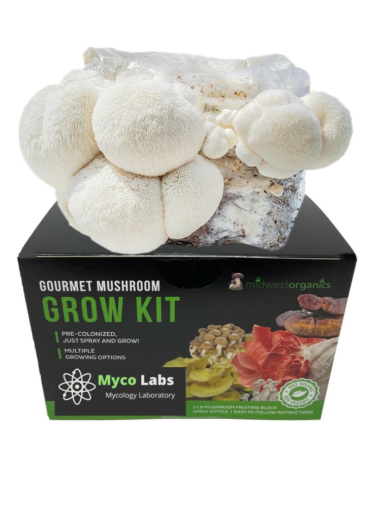 Lion’s Mane Mushroom Grow Kit Ready to Grow! 6 Pound Block