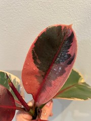 Rubber ficus cuttings- all available on market today-pictured