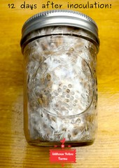 Whole Oat Jars, Pre-Sterilized and READY TO GROW! Oat Tek