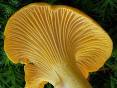 CHANTERELLE YELLOW MYCELIUM mushroom seeds spores