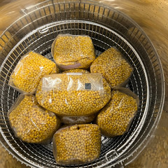 3lb Drippy Corn Grain Spawn