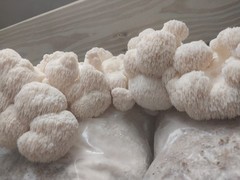 Lion’s Mane Mushroom Grain Spawn (1 pound)