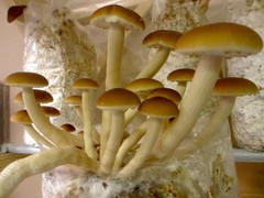 THREE Blocks Your Choice Mushroom Kit Multi-Pack!