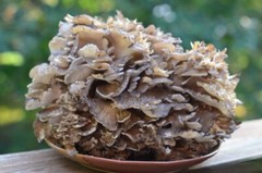 Seeds Mushroom Maitake Grifola Frondosa Mycelium Spawn Spores Organic Ukraine