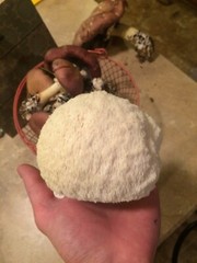 Lion’s Mane Mushroom Plug Spawn 500X – FREE USA shipping