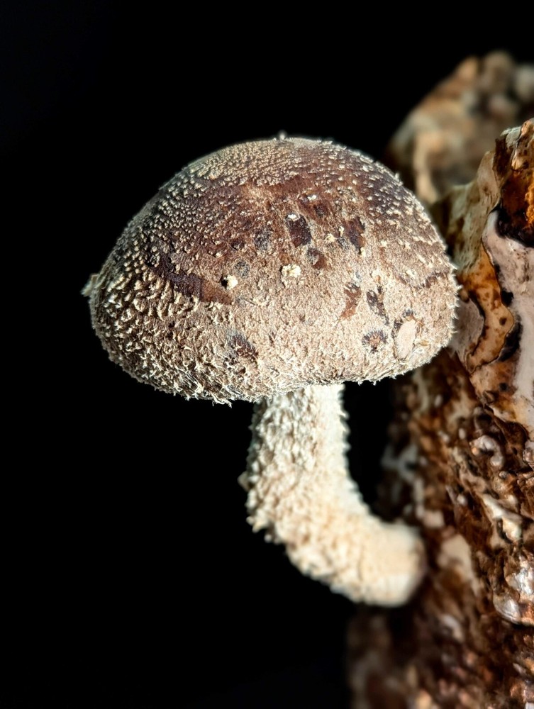 Shiitake WW2323 Liquid Mushroom Culture Lentinula edodes