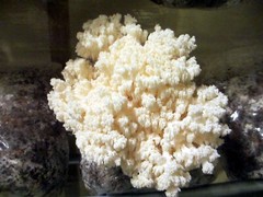 TWO Blocks Your Choice Mushroom Kit Multi-Pack!