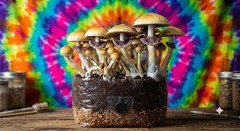 2 Pack 10lb Magic Mushroom CVG Grain Grow Bag – For Dung Loving Shrooms 5lb Each