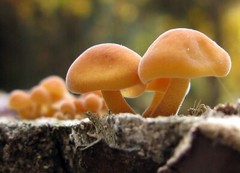 Seeds Honey Mushroom Winter Mycelium Spawn Dried Spores Organic