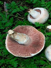 Mycelium Oyster Royal + Champignon GIANT + Chanterelle Yellow Organic Ukraine