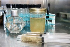 Root Mushroom Farm-Mushroom Liquid Cultures/Golden Enoki(Flammulina velutipes)