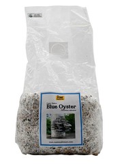 Root Mushroom Farm/6 Lb Blue Oyster Mushroom Grain Spawn