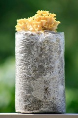 Organic Golden Oyster Mushroom Grow Kit – Complete Easy Set for Home Cultivation