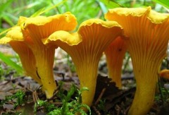 Seeds Mushroom Chanterelle Yellow Mycelium Spawn Spores Organic Ukraine