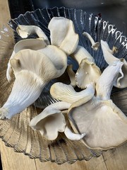 Iron Mountain Mushrooms Master’s Mix Mushroom Substrate – 5lbs Blocks 50/50