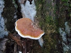 Reishi, Ling Chih, Lingzhi Ganoderma sessile Liquid Culture East MO Clone 10+ml