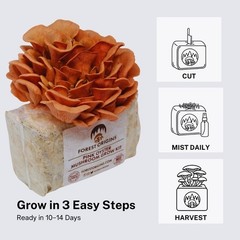 Pink Oyster Mushroom Grow Kit – Easy Beginner-Friendly Indoor Gardening