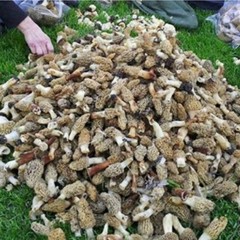 5 Pack! Morel Mushroom- Garden Grow Kit- For Large Mushroom Patches – Free Ship!