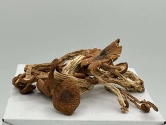 Tea Tree Mushroom (dried) Agrocybe aegerita 1 LB