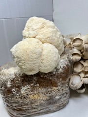Lion’s Mane Mushroom Grow Kit Ready to Grow! 6 Pound Block