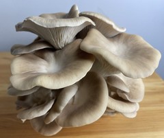Variety Pack! Lions Mane and Oyster Mushroom Blocks, 3 x 5# blocks