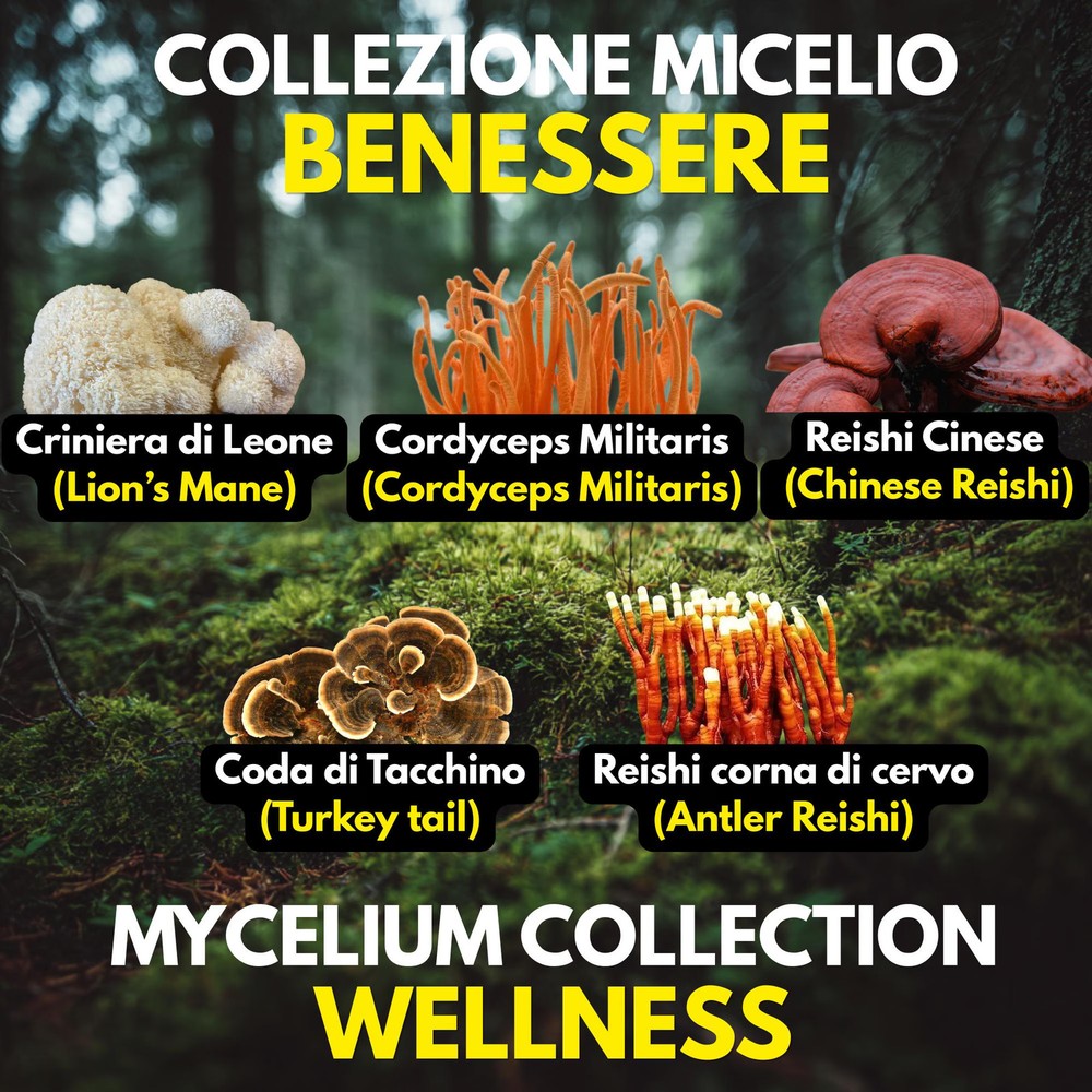 Lion’s Mane Reishi Cordyceps 5 Cultures Liquid Mushroom Kit
