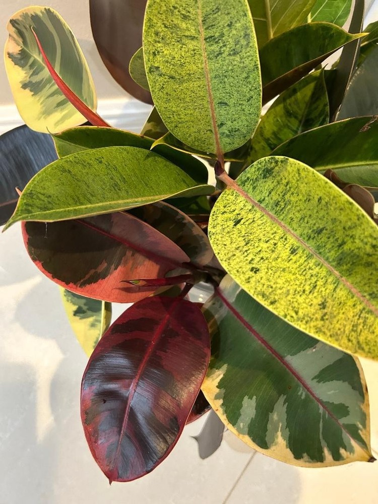 Rubber ficus cuttings- all available on market today-pictured