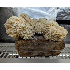 Coral Tooth Mushroom Hericium coralloides Liquid Culture