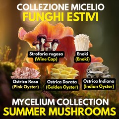 Liquid Grow Summer Mushrooms 5 LC Pink Golden Oyster Wine Cap Enoki Kit