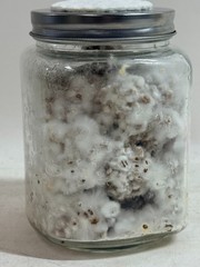Colonized Mushroom Wheat Grain Spawn 1lb