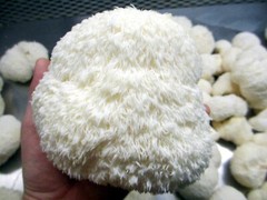 THREE Blocks Your Choice Mushroom Kit Multi-Pack!