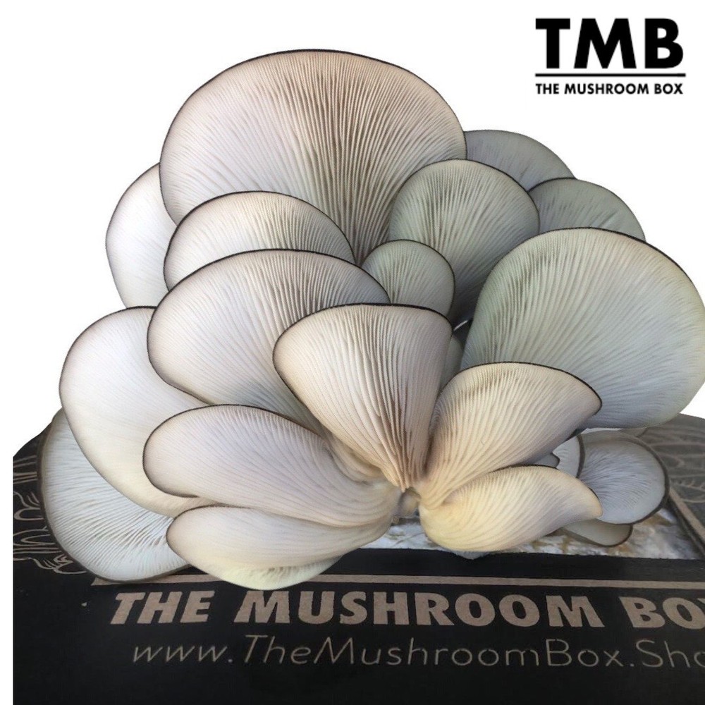 Blue Oyster – Mega Mushroom box