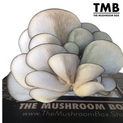 Blue Oyster – Mega Mushroom box