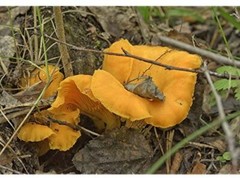 Chanterelle Mushroom Spores in Sawdust Bag Garden Grow Kit Makes 5 gal Free Ship