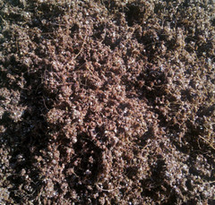 Mushroom CVG Substrate Coco Coir Vermiculite Gypsum 20lbs Pastureized Free Ship