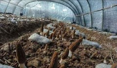 Morel Mushroom – Spawn – Garden Grow Kit – Covers 6′ X 6′ Area!
